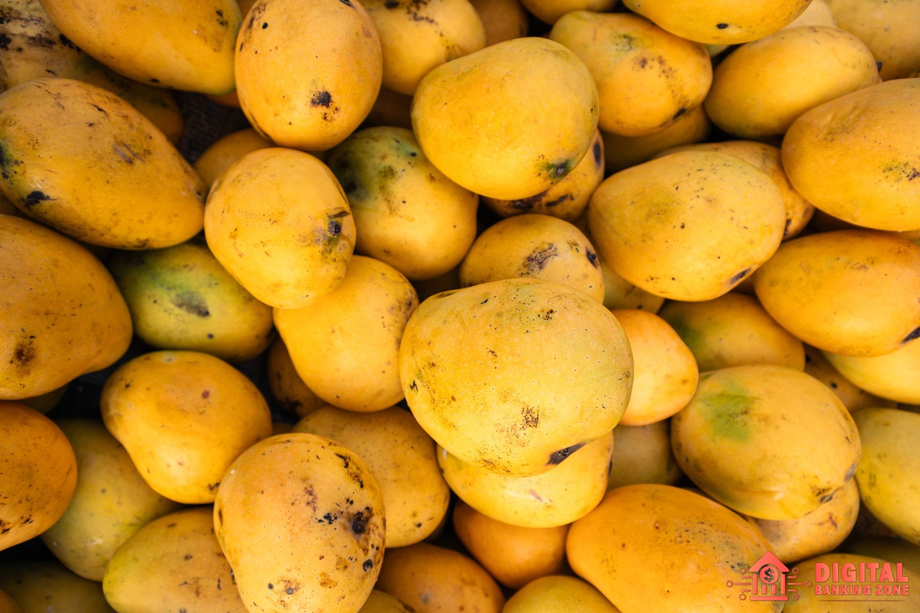 Mango season
